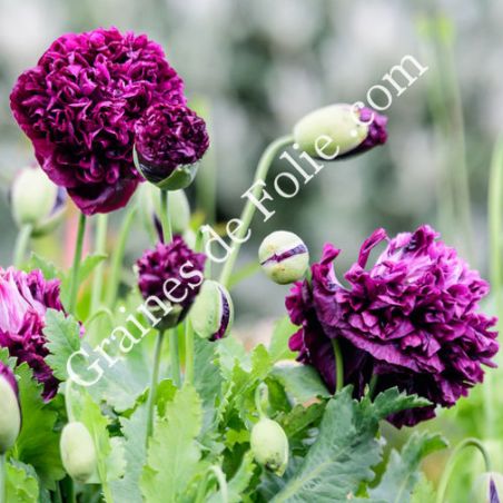 PAVOT PIVOINE VIOLET Papaver somniferum paeoniflorum graines seeds