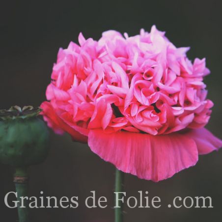 PAVOT PIVOINE ROSE VIF Papaver somniferum paeoniflorum graines seeds