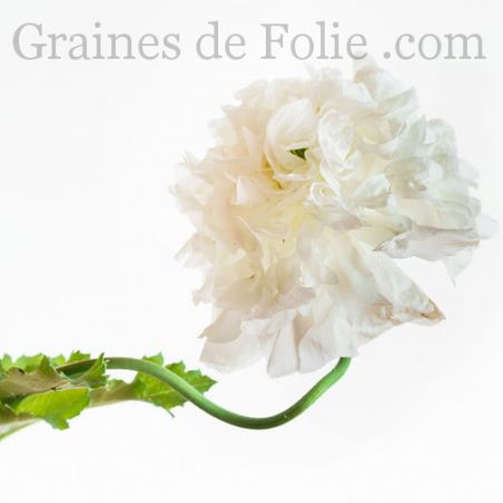 PAVOT PIVOINE NUAGE BLANC Papaver somniferum paeoniflorum graines seeds