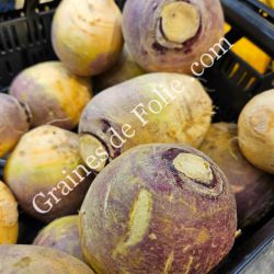RUTABAGA VIOLET variété rustique et productive graines semences