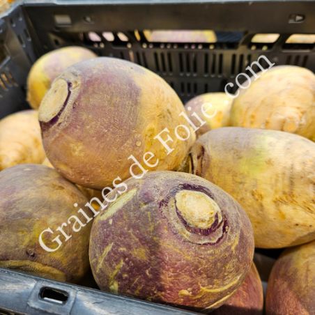 RUTABAGA VIOLET variété rustique et productive graines semences RUTABAGA VIOLET variété rustique et productive graines semences