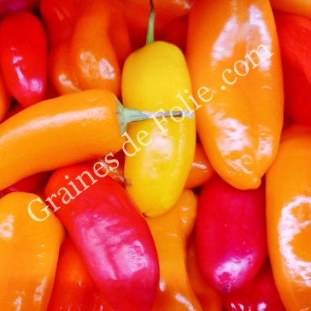 PIMENT doux SANTA FE GRANDE variété productive graines certifiées Agriculture Biologique
