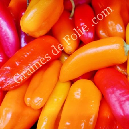 PIMENT doux SANTA FE GRANDE variété productive graines certifiées Agriculture Biologique