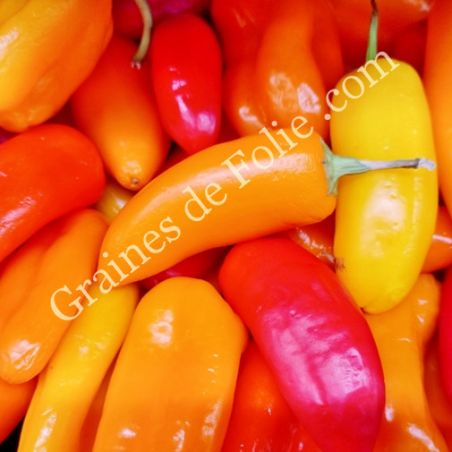 PIMENT doux SANTA FE GRANDE variété productive graines certifiées Agriculture Biologique PIMENT doux SANTA FE GRANDE variété productive graines certifiées Agriculture Biologique