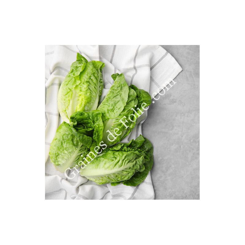 Graines De Laitue Mini Romaine Xanadu (type Sucrine) – Environ 500 Graines – Résistante Aux Maladies