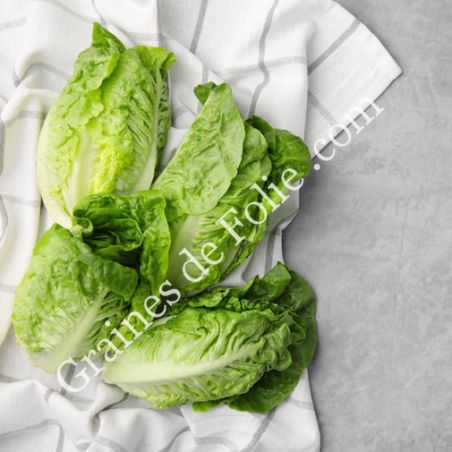 LAITUE SUCRINE graines semences non traitées