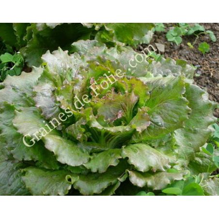 LAITUE BATAVIA CARMEN toutes saisons bio graines