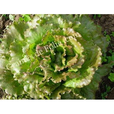 LAITUE BATAVIA CARMEN toutes saisons bio graines