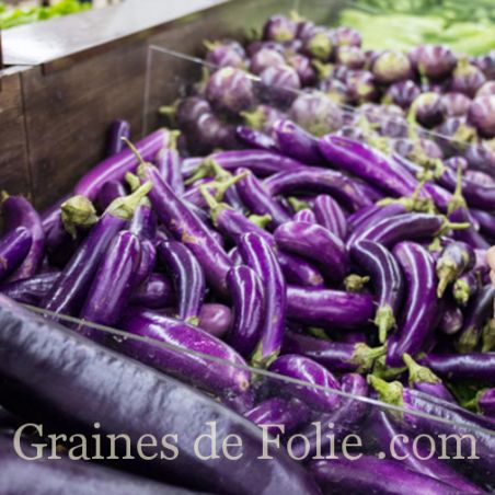 AUBERGINE MALAYSIAN DARK RED graines semences bio
