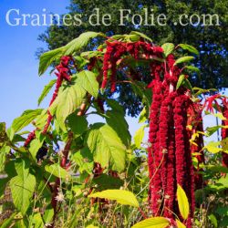 AMARANTE QUEUE DE RENARD ROUGE amaranthus caudatus graines semences