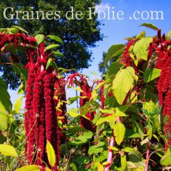 AMARANTE QUEUE DE RENARD ROUGE amaranthus caudatus graines semences