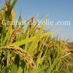 RIZ DUBORSKIAN Ancienne variété Russe graines semences bio