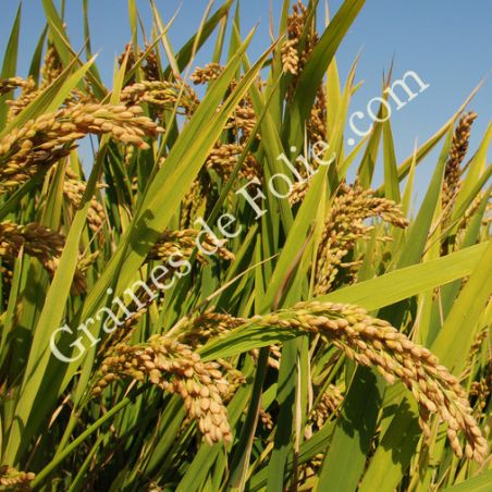 RIZ DUBORSKIAN Ancienne variété Russe graines semences bio