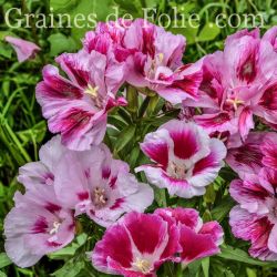 FLEUR DE SATIN MIX godetia clarkia grandiflora graines fleurs