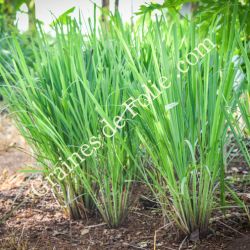 CITRONNELLE DE MADAGASCAR Verveine des Indes Cymbopognon citratus graines seeds semi semilla بذور