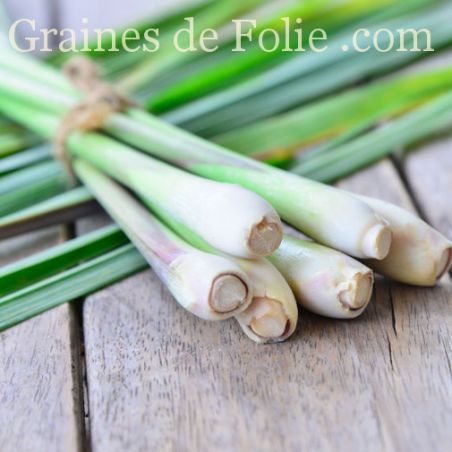 CITRONNELLE DE MADAGASCAR Verveine des Indes Cymbopognon citratus graines seeds semi semilla بذور