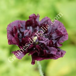 PAVOT PIVOINE NOIR Papaver somniferum paeoniflorum graines fleurs bouquets