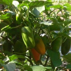 Mini POIVRON BIO orange FLYNN snack pickle semences certifiées Agriculture Biologique Mini POIVRON BIO orange FLYNN snack pickle semences certifiées Agriculture Biologique