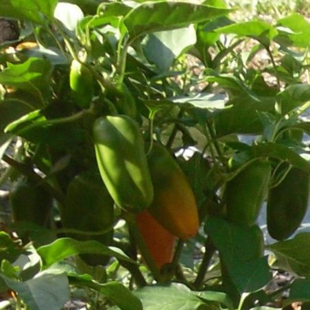 Mini POIVRON BIO orange FLYNN snack pickle semences certifiées Agriculture Biologique