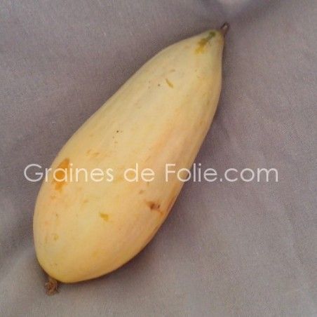 MELON BANANE BIO saveur exotique forme originale MELON BANANE BIO saveur exotique forme originale