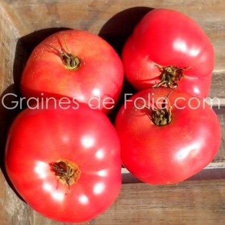  BIO TOMATE MORTGAGE LIFTER RADIATOR CHARLIE'S