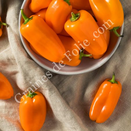 Mini POIVRON BIO orange FLYNN snack pickle semences certifiées Agriculture Biologique Mini POIVRON BIO orange FLYNN snack pickle semences certifiées Agriculture Biologique