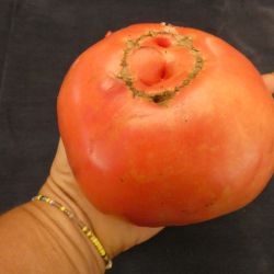 BIO TOMATE MORTGAGE LIFTER RADIATOR CHARLIE'S