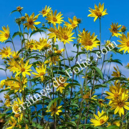 SOLEIL Maximilian Helianthus Maximiliani