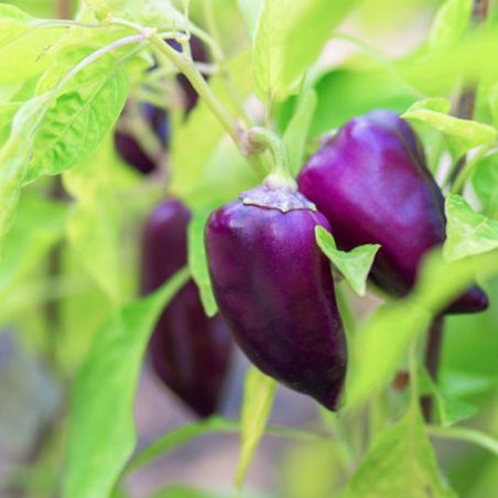 POIVRON ODA varéié atypique, précoce et productive graines bio Pfeffersamen POIVRON ODA varéié atypique, précoce et productive graines bio Pfeffersamen