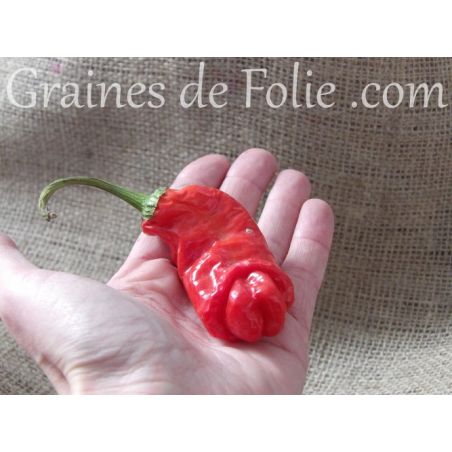  PIMENT PENIS peter 's pepper graines bio samen seeds