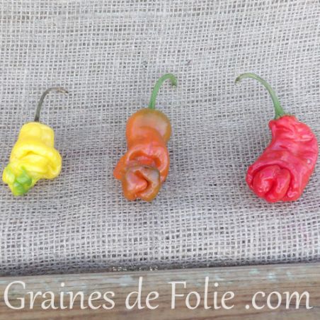 PIMENT PENIS peter 's pepper graines bio samen seeds PIMENT PENIS peter 's pepper graines bio samen seeds