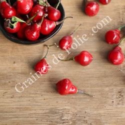 PIMENT brésilien PIAOZINHO capsicum chinense graines reproductibles bio PIMENT brésilien PIAOZINHO capsicum chinense graines reproductibles bio