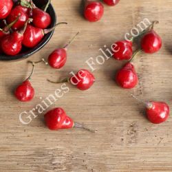 PIMENT brésilien PIAOZINHO capsicum chinense graines reproductibles bio PIMENT brésilien PIAOZINHO capsicum chinense graines reproductibles bio