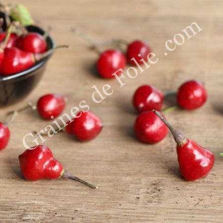PIMENT brésilien PIAOZINHO capsicum chinense graines reproductibles bio PIMENT brésilien PIAOZINHO capsicum chinense graines reproductibles bio