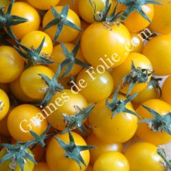 TOMATE GOLD NUGGET graines bio variété cerise jaune très productive