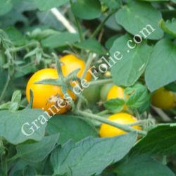 TOMATE GOLD NUGGET graines bio variété cerise jaune très productive