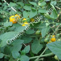 TOMATE GOLD NUGGET graines bio variété cerise jaune très productive