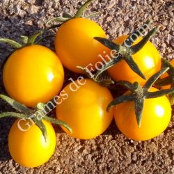 TOMATE GOLD NUGGET graines bio variété cerise jaune très productive