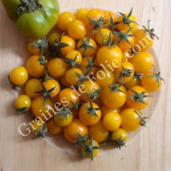TOMATE GOLD NUGGET graines bio variété cerise jaune très productive