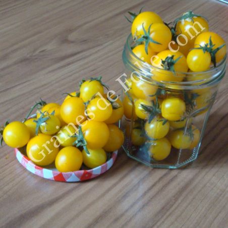 TOMATE GOLD NUGGET graines bio variété cerise jaune très productive