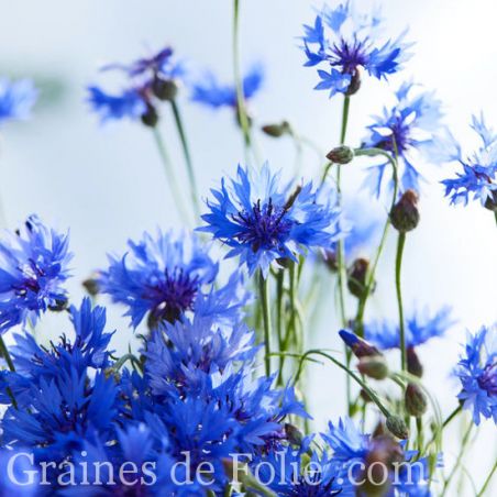  BLEUET SAUVAGE Centaurea cyanus graines