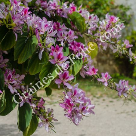  ARBRE AUX ORCHIDEES Bauhinia variegata graines semi zaden semilla zaden seeds