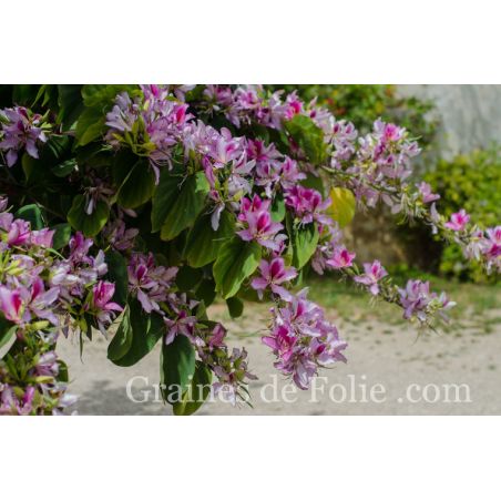 ARBRE AUX ORCHIDEES Bauhinia variegata graines semi zaden semilla zaden seeds