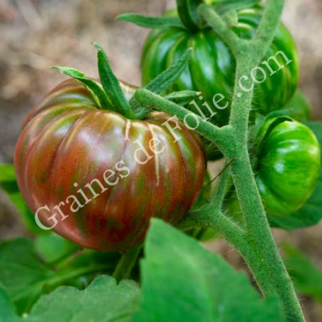 TOMATE CASSANDRA variété précoce à pollinisation libre graines bio