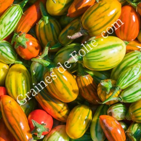 AUBERGINE Africaine STRIPED TOGO BIO Solanum aethiopicum graines