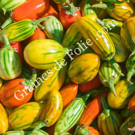 AUBERGINE Africaine STRIPED TOGO BIO Solanum aethiopicum graines