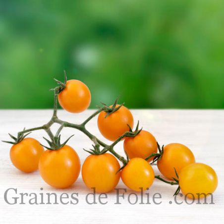 TOMATE sauvage DES GALAPAGOS Solanum cheesmanii graines reproductibles bio