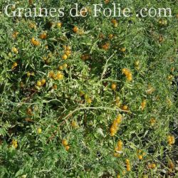 TOMATE sauvage DES GALAPAGOS Solanum cheesmanii graines reproductibles bio
