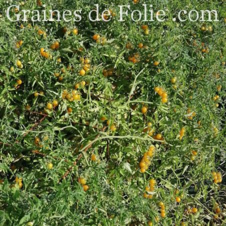TOMATE sauvage DES GALAPAGOS Solanum cheesmanii graines reproductibles bio