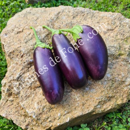 BIO AUBERGINE DIAMOND